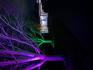 Accent landscape lighting