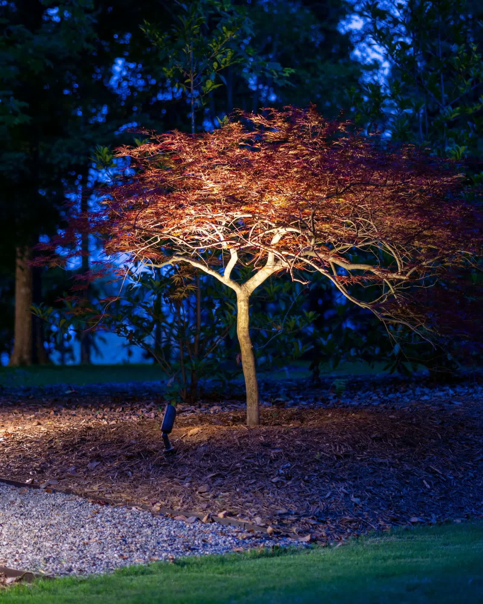 Tree + colour landscape lighting